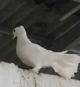 Foto Burung Merpati Kipas Putih